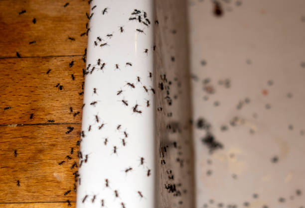 Best Bed Bug Extermination  in Caldwell, OH