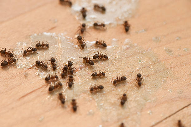 Best Wasp Removal Services  in Caldwell, OH