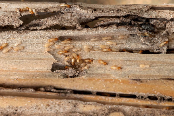 Best Spider Control Near Me  in Caldwell, OH