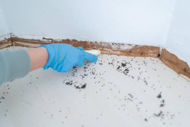 Professional Pest Control in Caldwell, OH